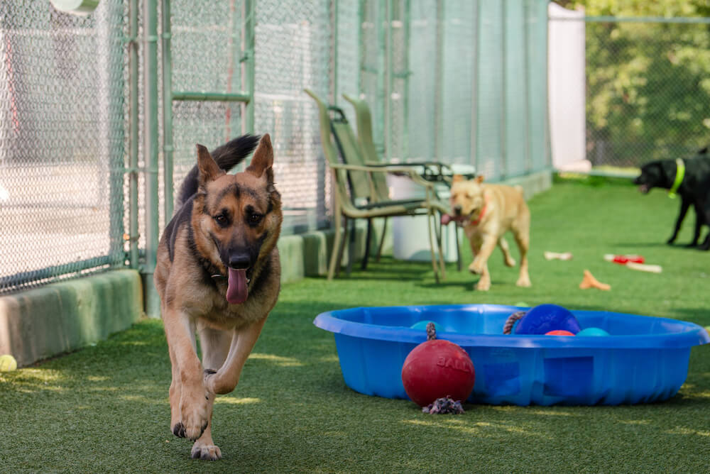 black labs running on turf around kiddie pools full of colorful balls