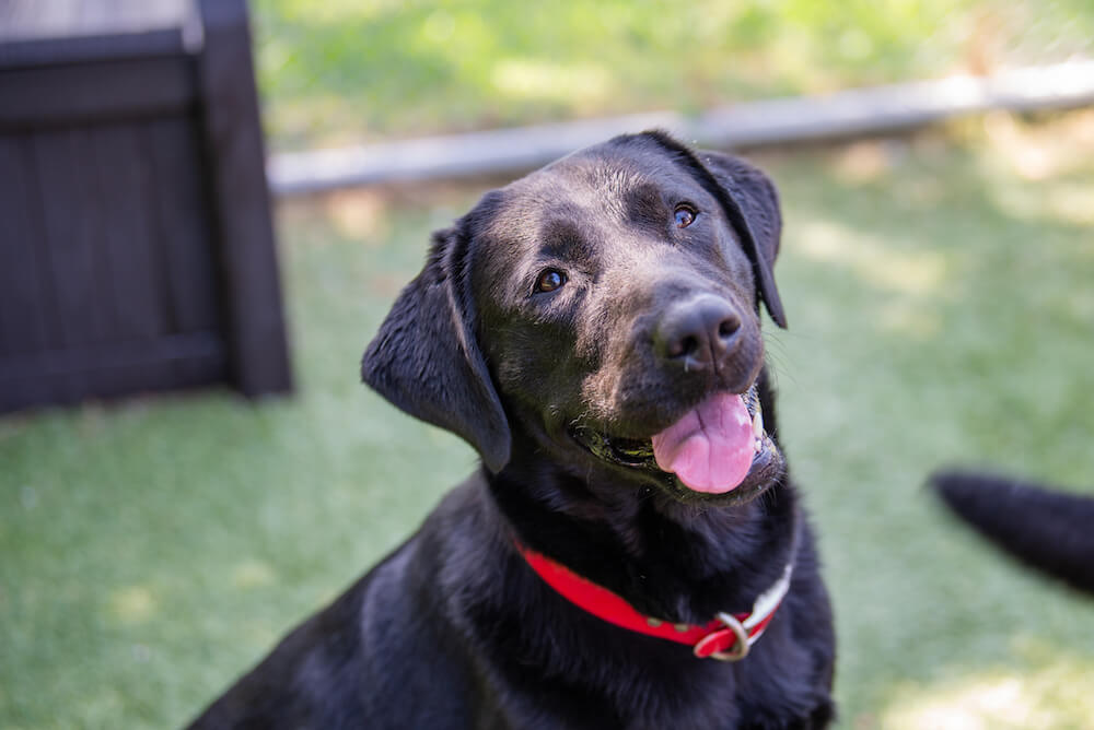 black lab outside with big tongue out smile