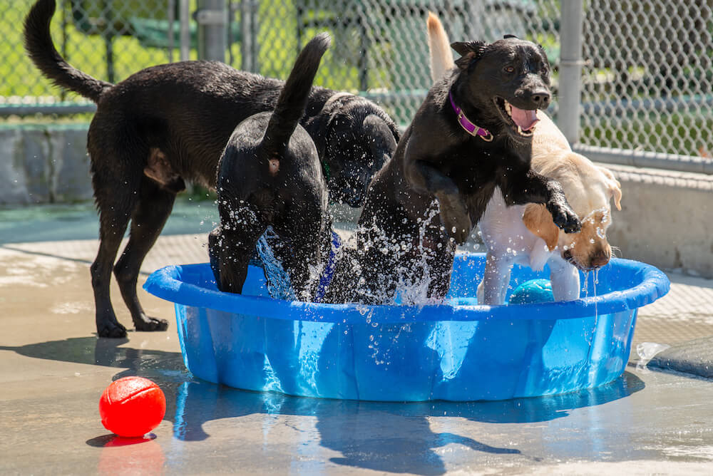 black labs in water tub/pool in kennel run