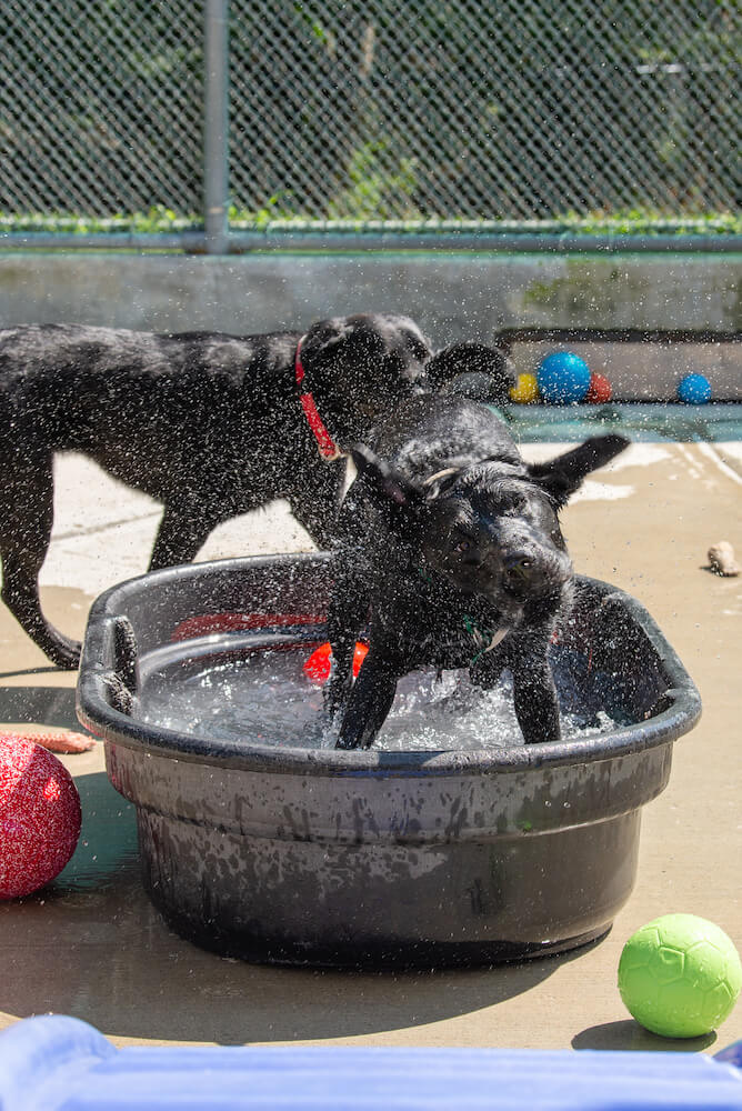 black labs in water tub/pool in kennel run