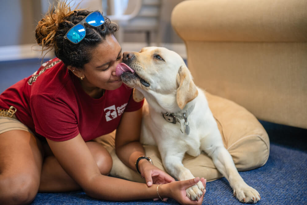 staff providing love and massage indoors getting big wet kiss from yellow lab