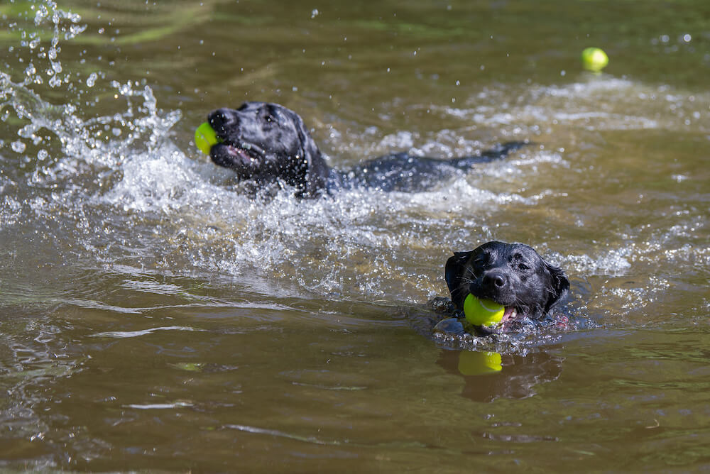 labs with tennis balls on long leash in pond