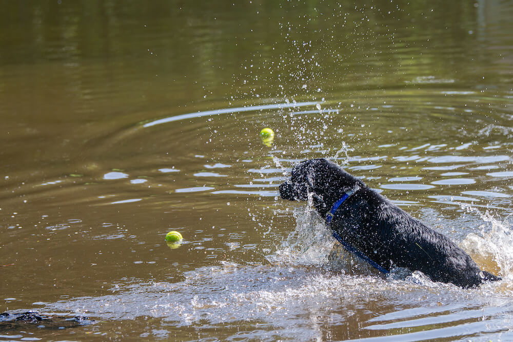 lab with tennis balls on long leash in pond