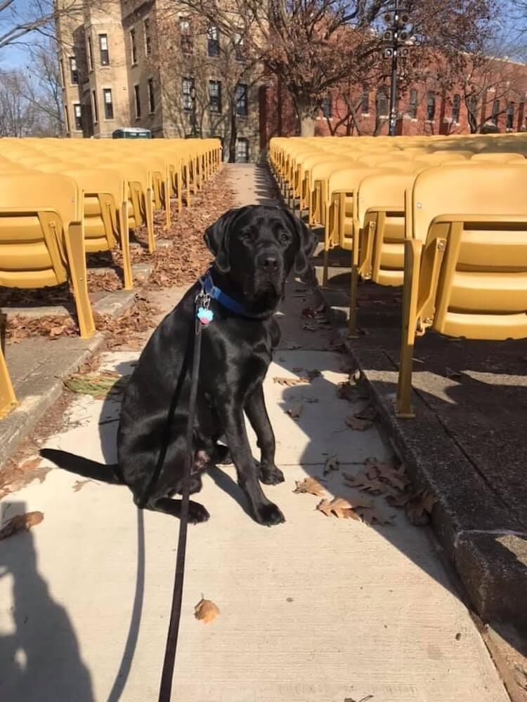 pup on program Buddy sits among rows of chairs at outside event