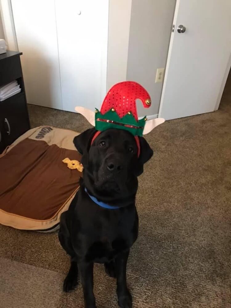 Black lab Buddy wearing a red and green elf hat