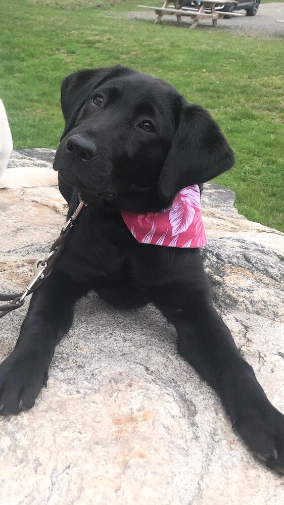 Pup on program Florie in a red bandana