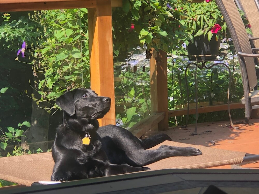 black lab pup Florie reclines in the sunshine on an outdoor deck