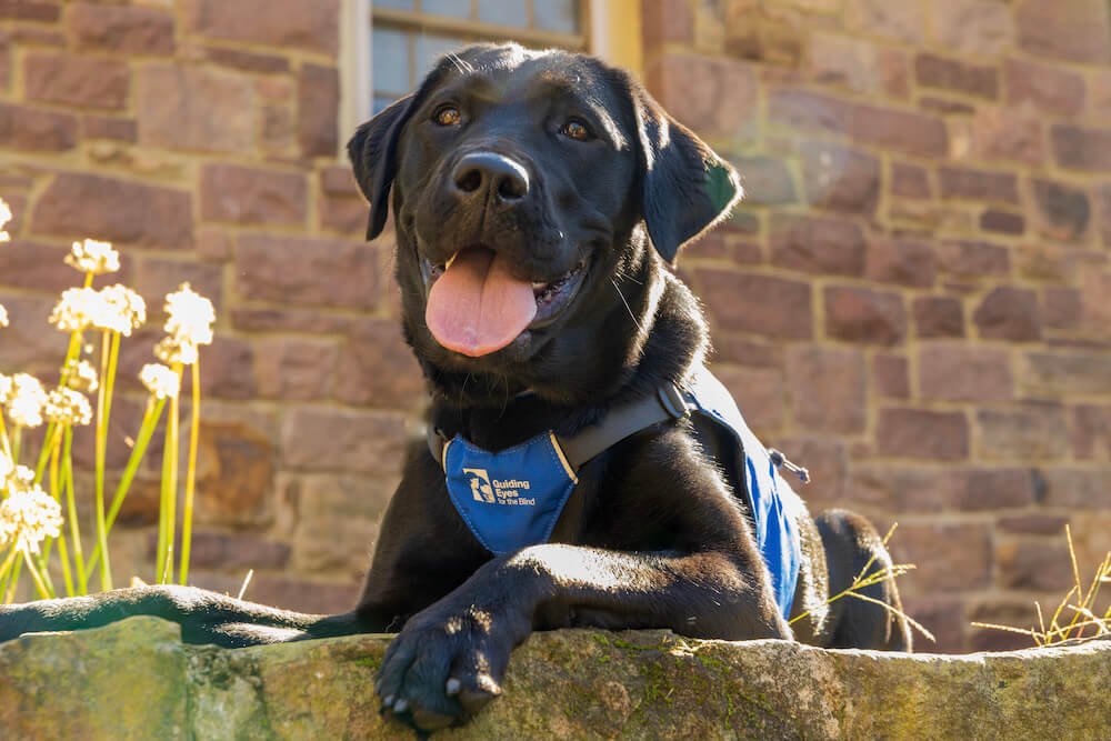 older pup Olive in Future Guide dog jacket on a stone wall with tongue out