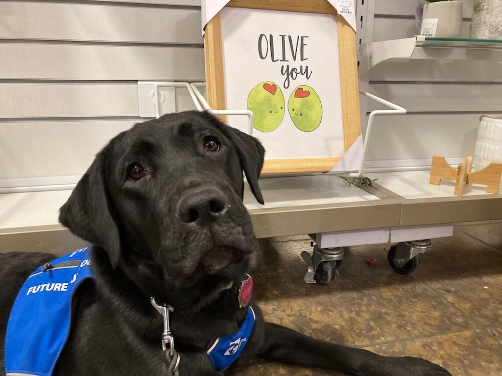Black lab Olive poses in front of Olive You art showing two green olives