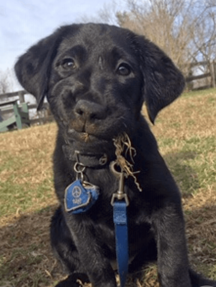 Puppy Olive caught with dry grass hanging from her mouth