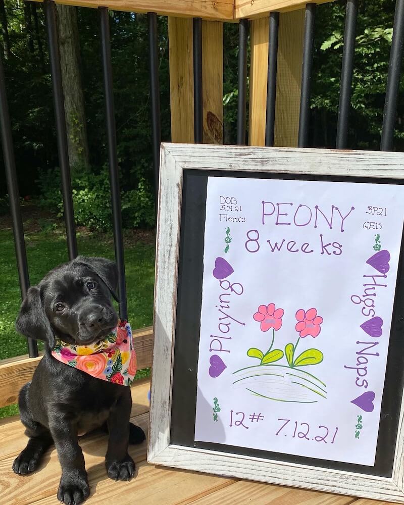 little black puppy Peony at 8 weeks old next to celebratory art work