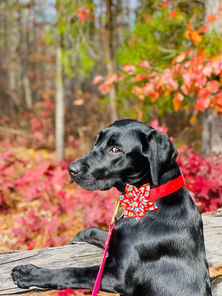 black lab Peony with red flower on collar and red leash