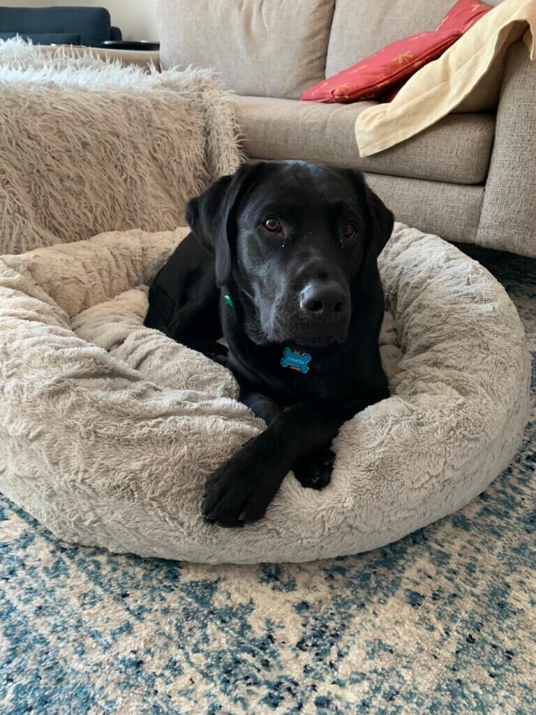 Pup on program Sumatra sits in his bed with paws crossed 