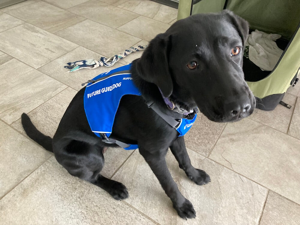 Pup Yardley in Future Guide Dog jacket