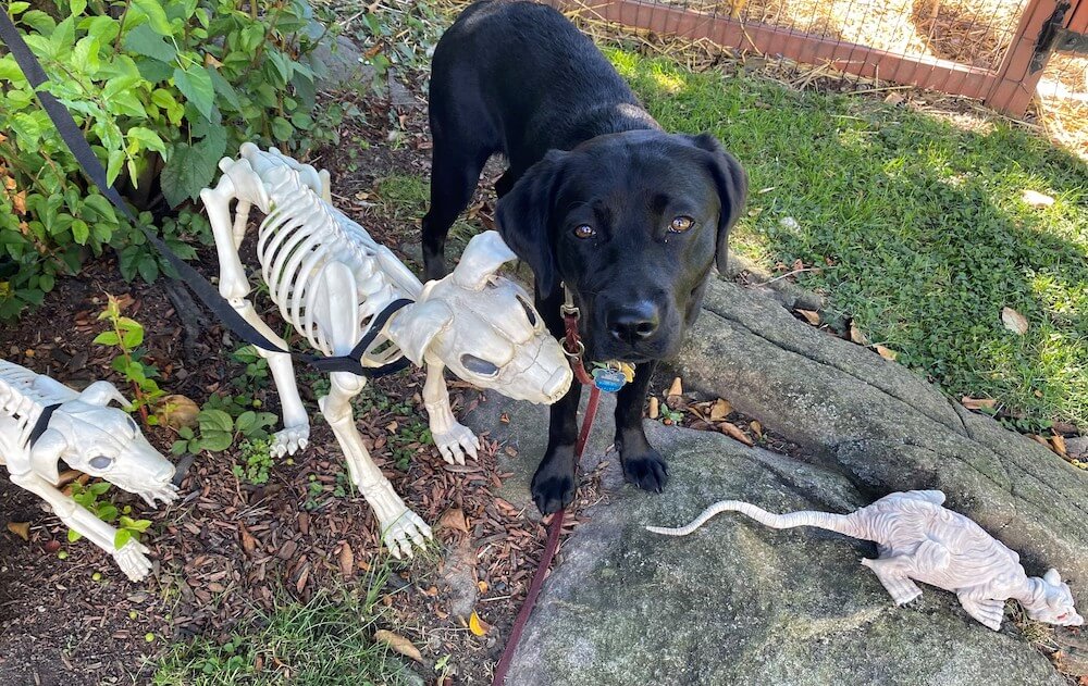 Pup on program black lab Yardley stands among the halloween animal skeletons