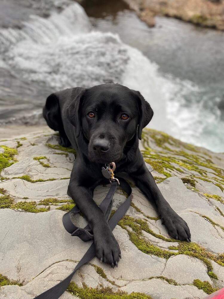 Pup on program black lab Yardley in a down on the rocks with rushing falls beyond 