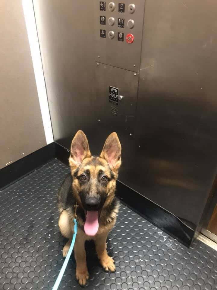 Puppy Fame sits with tongue out in a shiny metal elevator