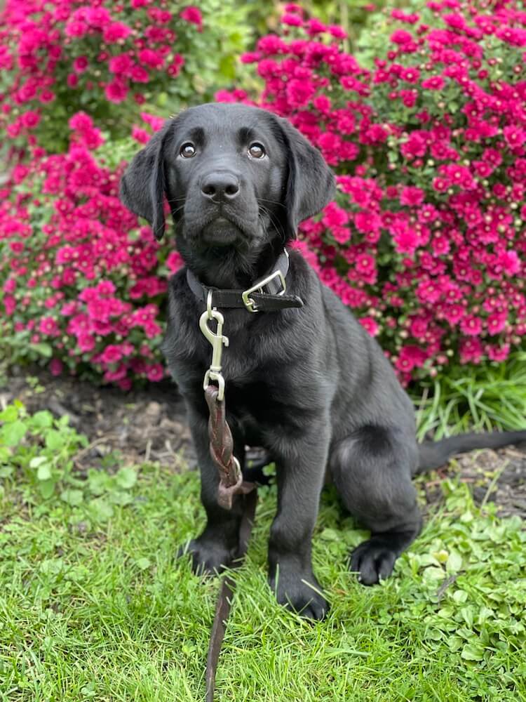 Puppy Lyons sits up looking straight ahead in front of bright pink flowering bush