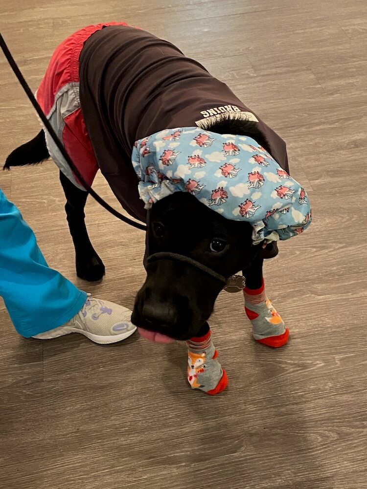 pup on program Fairlee "getting dressed" in socks, shirt, shorts and shower cap.