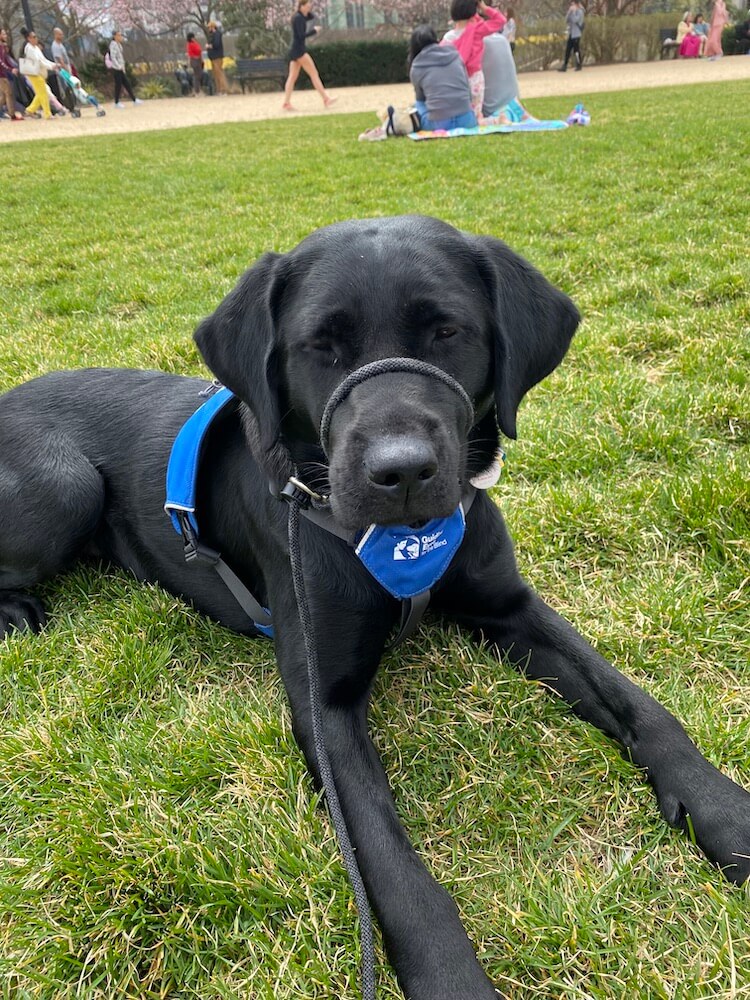 Pup Fairlee in Future Guide Dog jacket lying on grassy lawn
