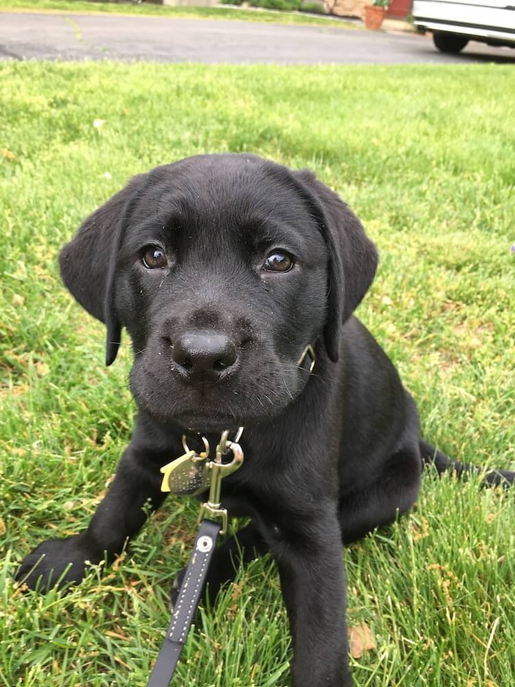 Little black pup Even sits in the grass her first days home