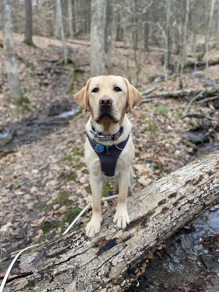 Yellow Lab Sugar with front paws on fallen tree in woods wearing pup jacket