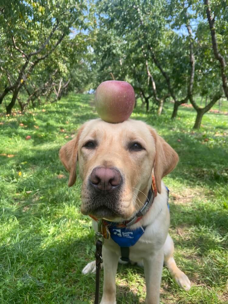 Sugar hold her head still in the orchard with an apple balanced on her head