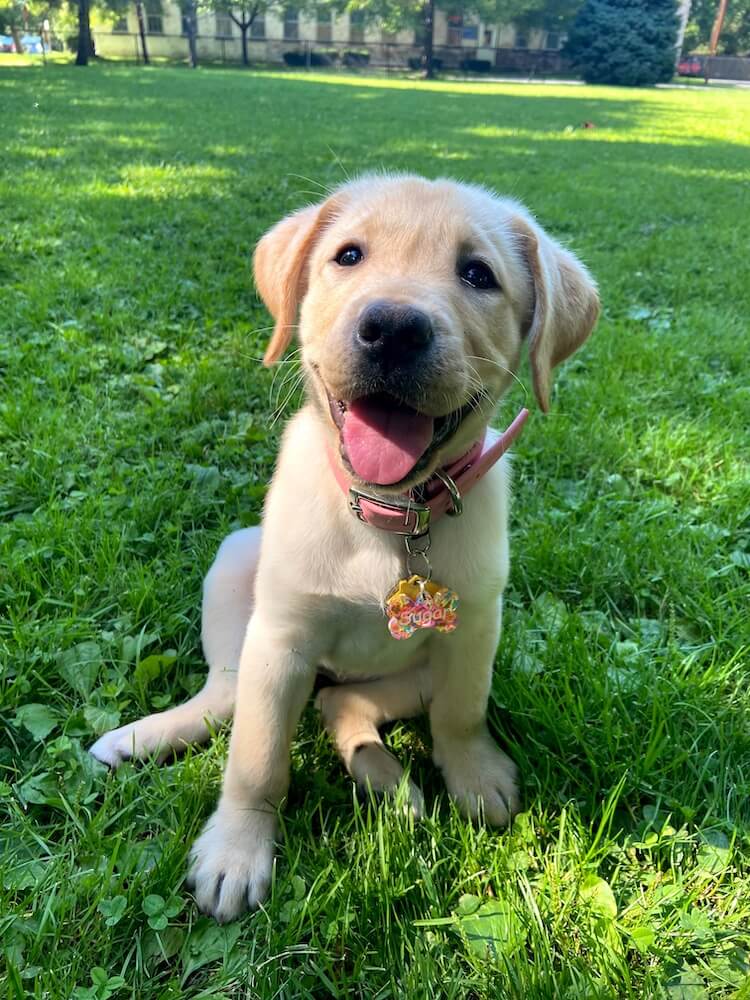 Little puppy Sugar sits in grass with a happy tongue out