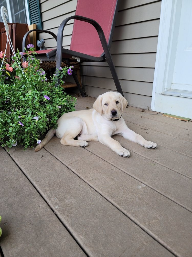 Puppy Oliver stretches out on a porch cozy next to a plant and chair.