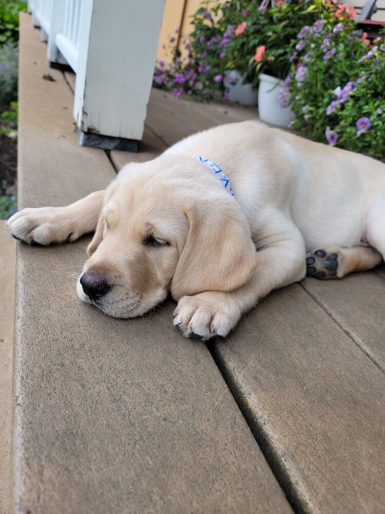 Oliver is super relaxed lying on a porch floor with paw tucked under one ear