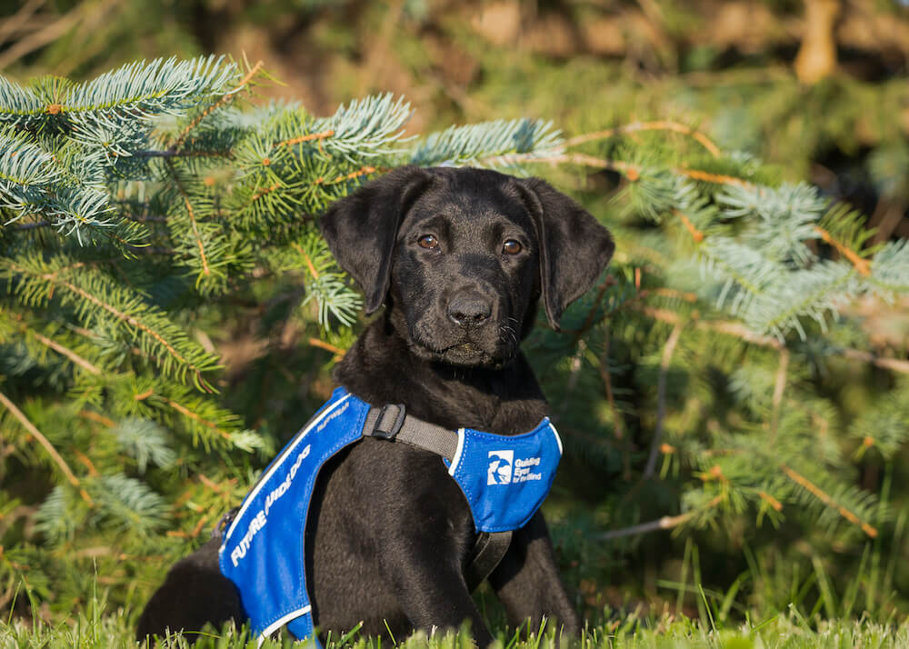 Black Lab pup Gibbs sits with head turned to his right in new pup jacket in front of low evergreen bows