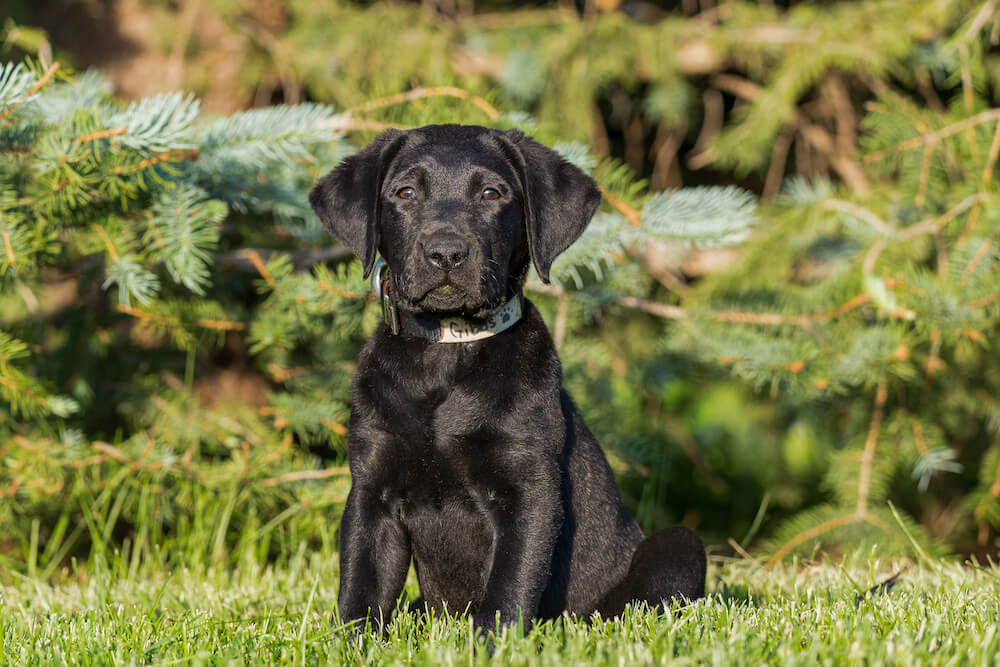 Young black Lab pup Gibbs sits in a perfect pose in front of low evergreen bows