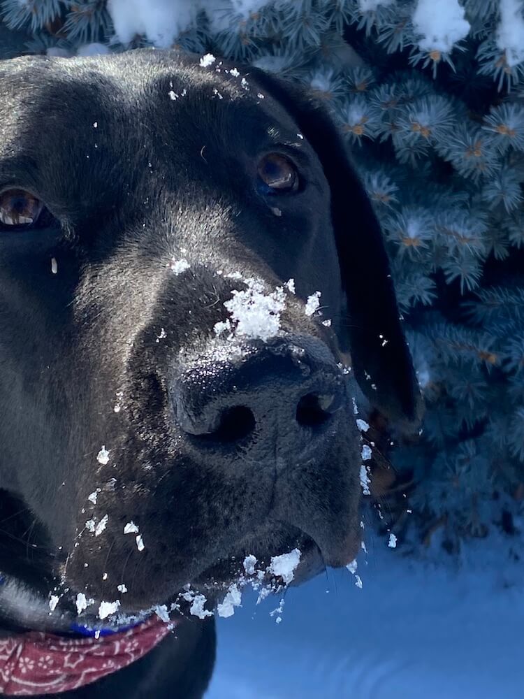 Closeup of black lab Gibbs with contrast of white snow on his face
