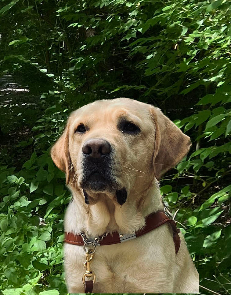 Yellow Lab guide dog Jake in harness in woods