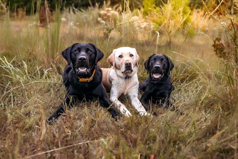 Grover with friends, yellow Marc and black Lazz
