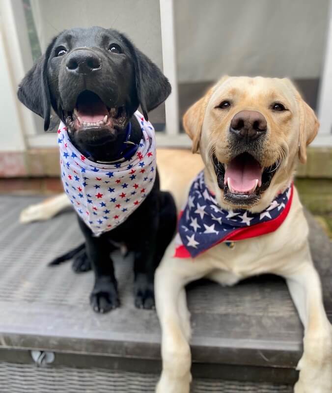 black Lab Grover with released yellow Marc in patriotic bandanas