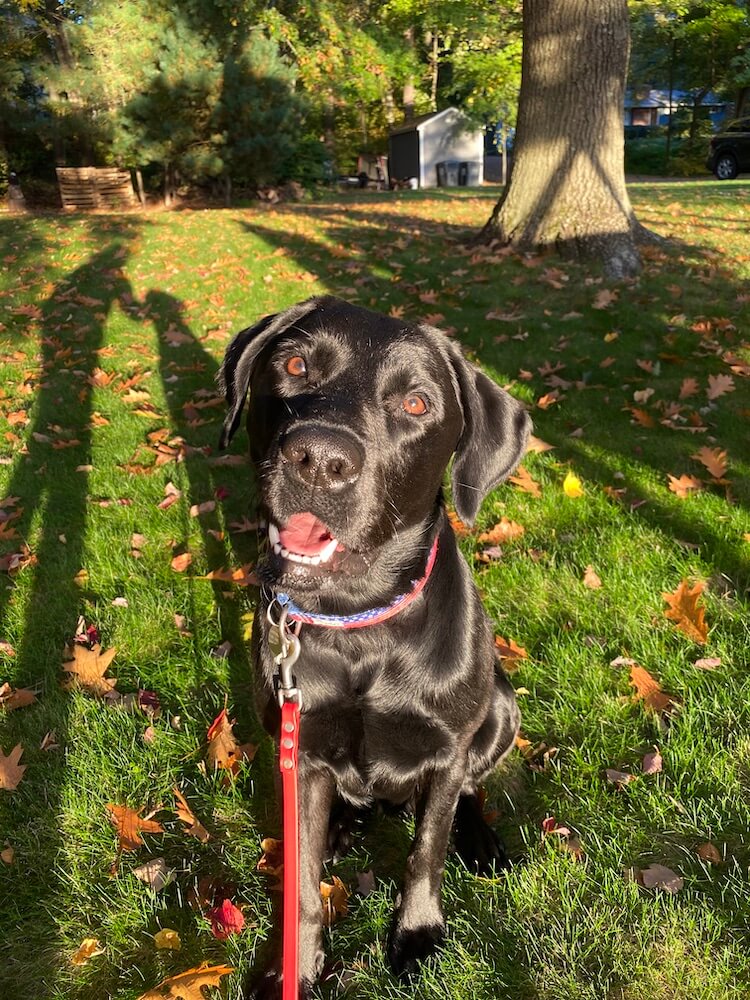 the sunshine reflects in black lab Elmer's brown eyes fall leaves