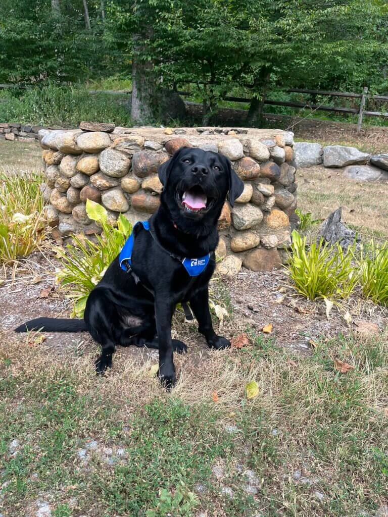 In Future Guide Dog jacket, black lab Kemp has a big smile
