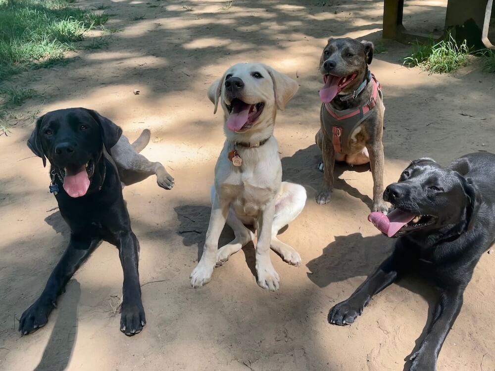 black lab on program, Kemp in a down with three dogs  sitting to his right