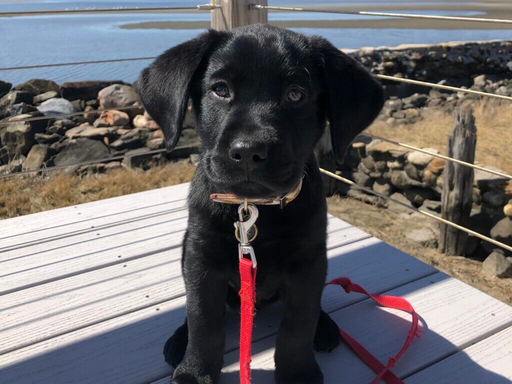 Little lack Lab puppy Kemp is adorable sitting on a deck by a lake with red leash