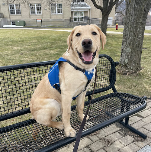 Handsome Wyatt in Future Guide Dog vest sits on a campus outdoor bench