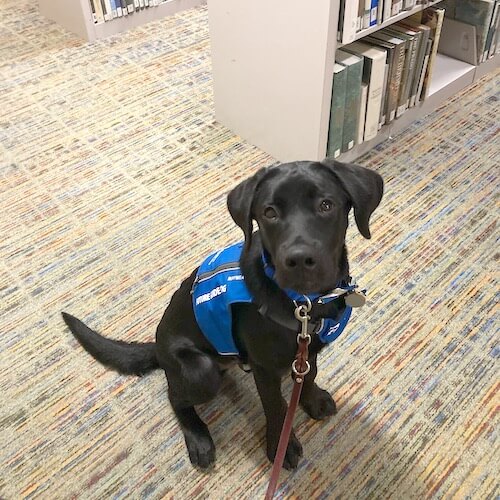Black Lab puppy Watkins sits near library shelves in Future Guide Dog vest