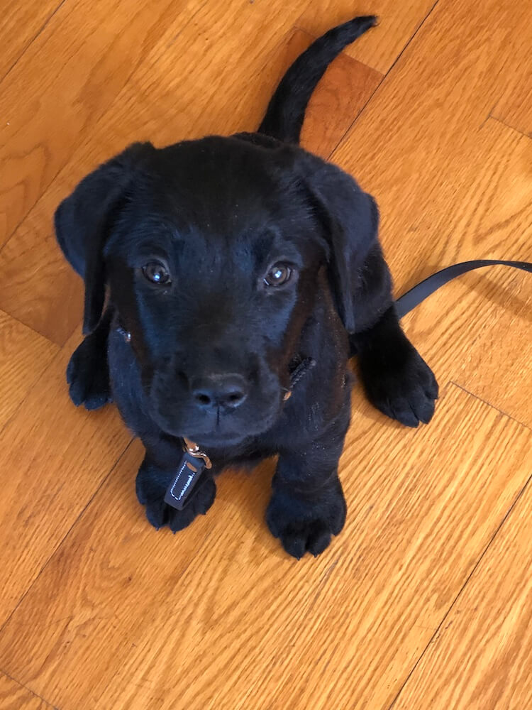 Little black puppy Dan looks up from his spot on hard wood flooring