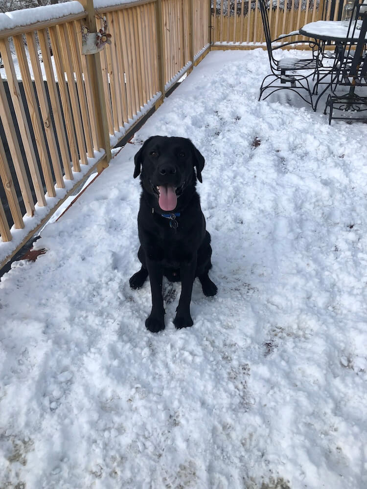 Happy pup Dan sits on a snowy deck surrounded by pawprints