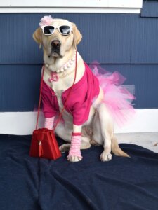 Yellow Lab Bryna in pink tutu, sweater, purse and bow with sunglasses and Barbie “B” necklace