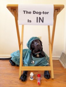 Black Lab Diamond looks through table legs under sign The Dog-tor is IN, wearing surgical scrubs with stethoscope and large syringe