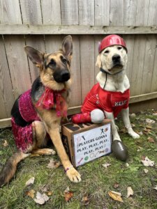 German Shepherd Dondie dressed in red lace as Taylor next to yellow Lab Yaeger in red helmet and Kelce jersey with sign “Players gonna play play etc” football and mic