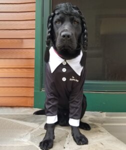 Black Lab Farley wears black braids, black outfit with white collar buttons and cuffs like Wednesday Addams