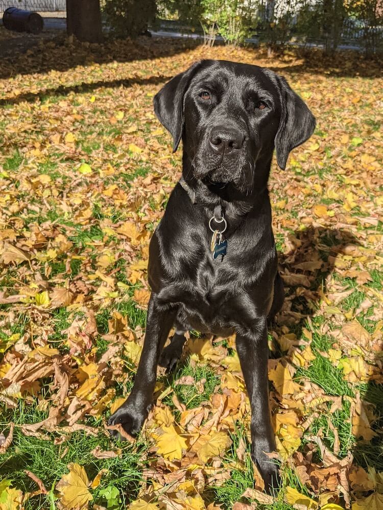 black lab Whimsey sits up tall in fall leaves