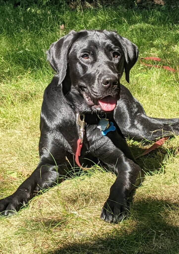 Whimsey looks shiny and black in sunlight outside